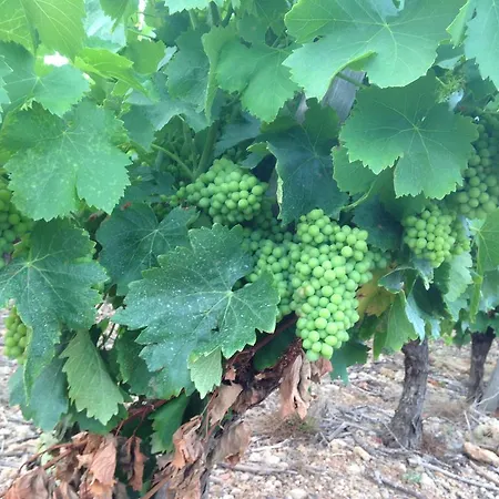 Bed and breakfast Au Paradis Cathare